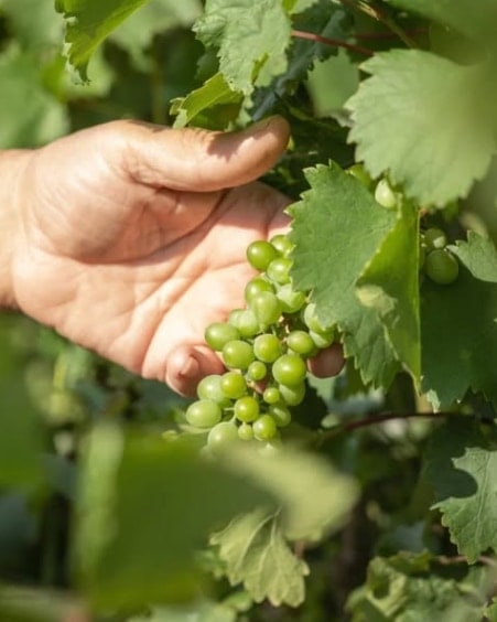 🍇 ARENI 2025 📍VOSKENI, ARARAT VALLEY