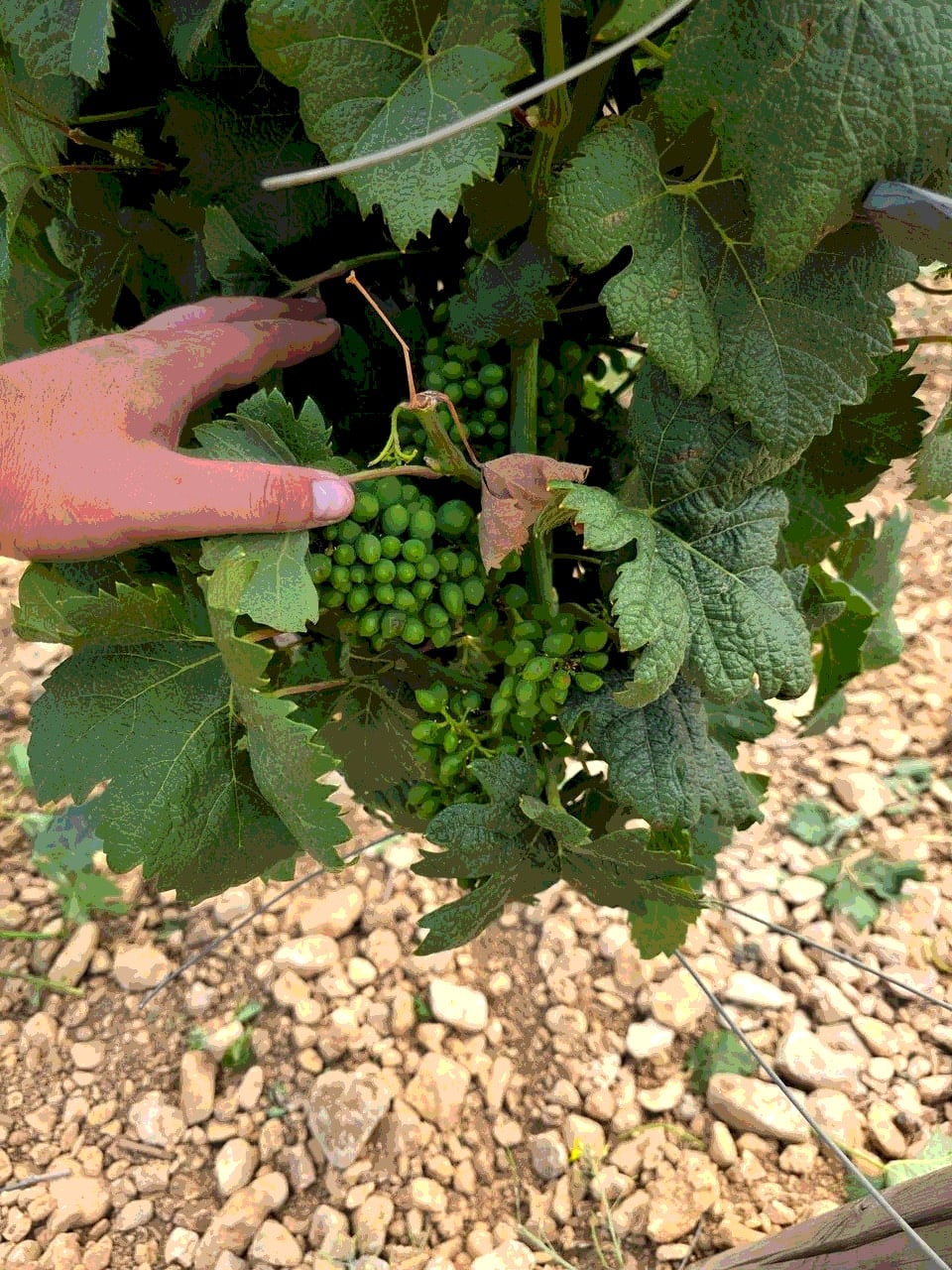 🍇 KOKUR 2025  📍 Hills&Rocks, Севастополь, Россия