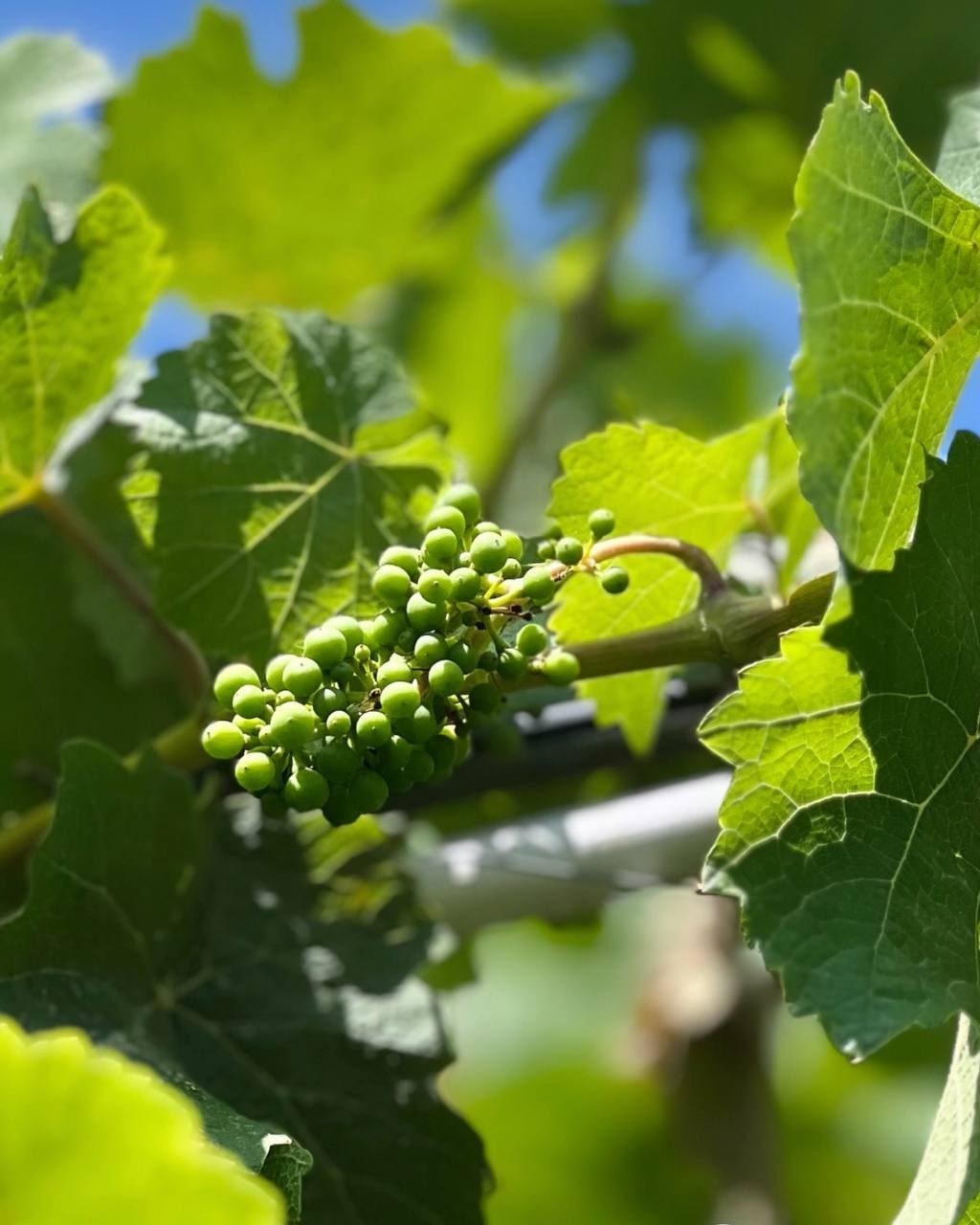 🍇 #Историяодногосорта  Сира (Syrah/Shiraz)