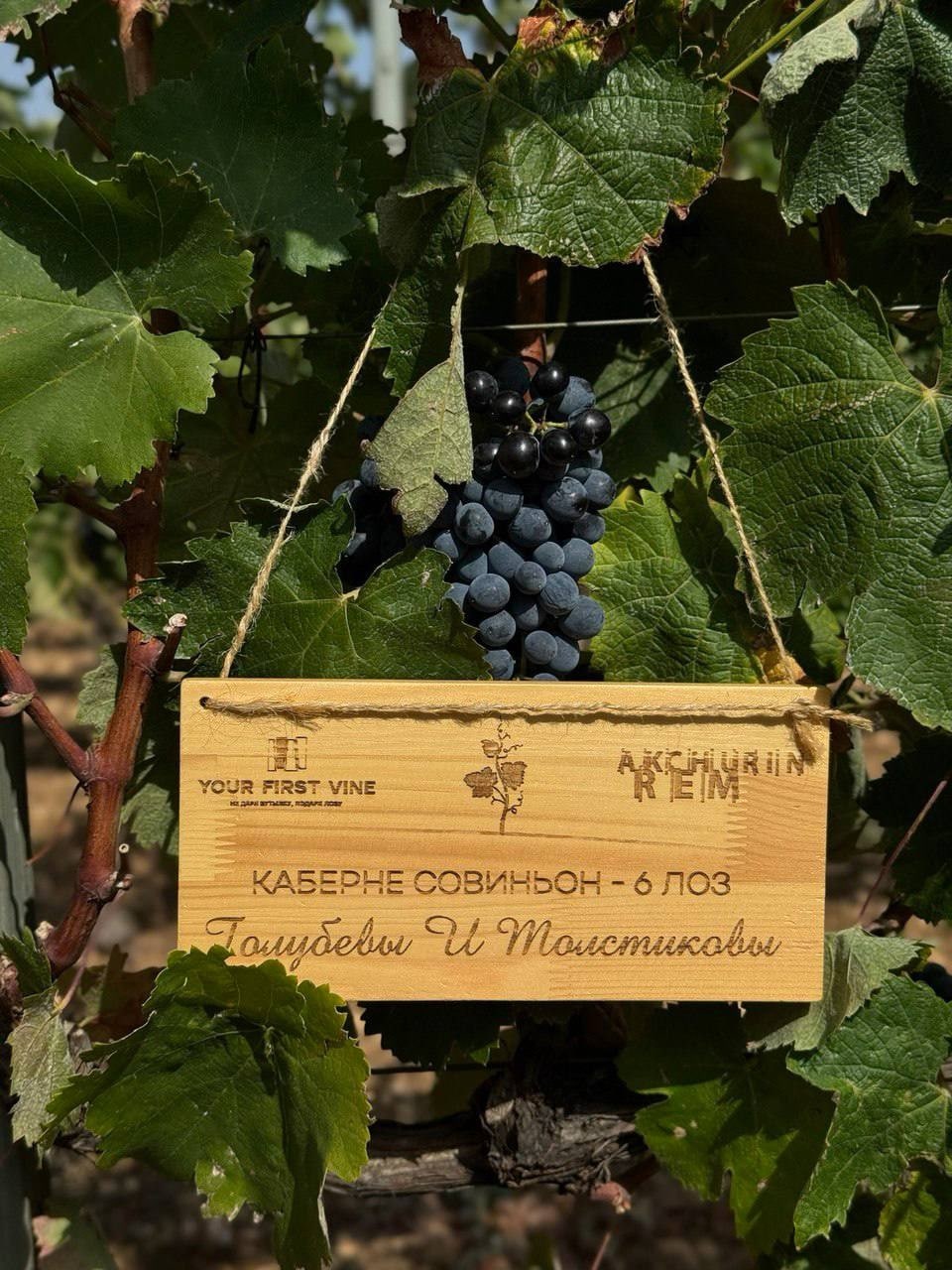 🍷 #Историяодногосорта Каберне Совиньон — король красных вин