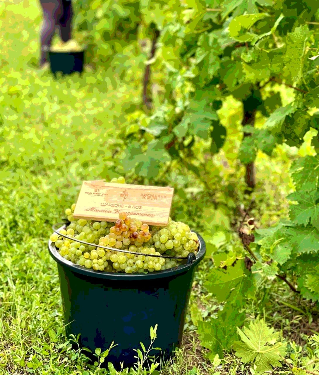 🍇 #Историяодногосорта Шардоне — белый двойник Каберне Совиньон