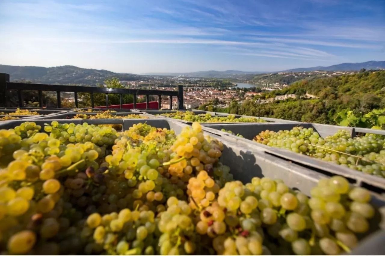 Viognier Day — неофициальный праздник аромата персиков и абрикосов в бокале!