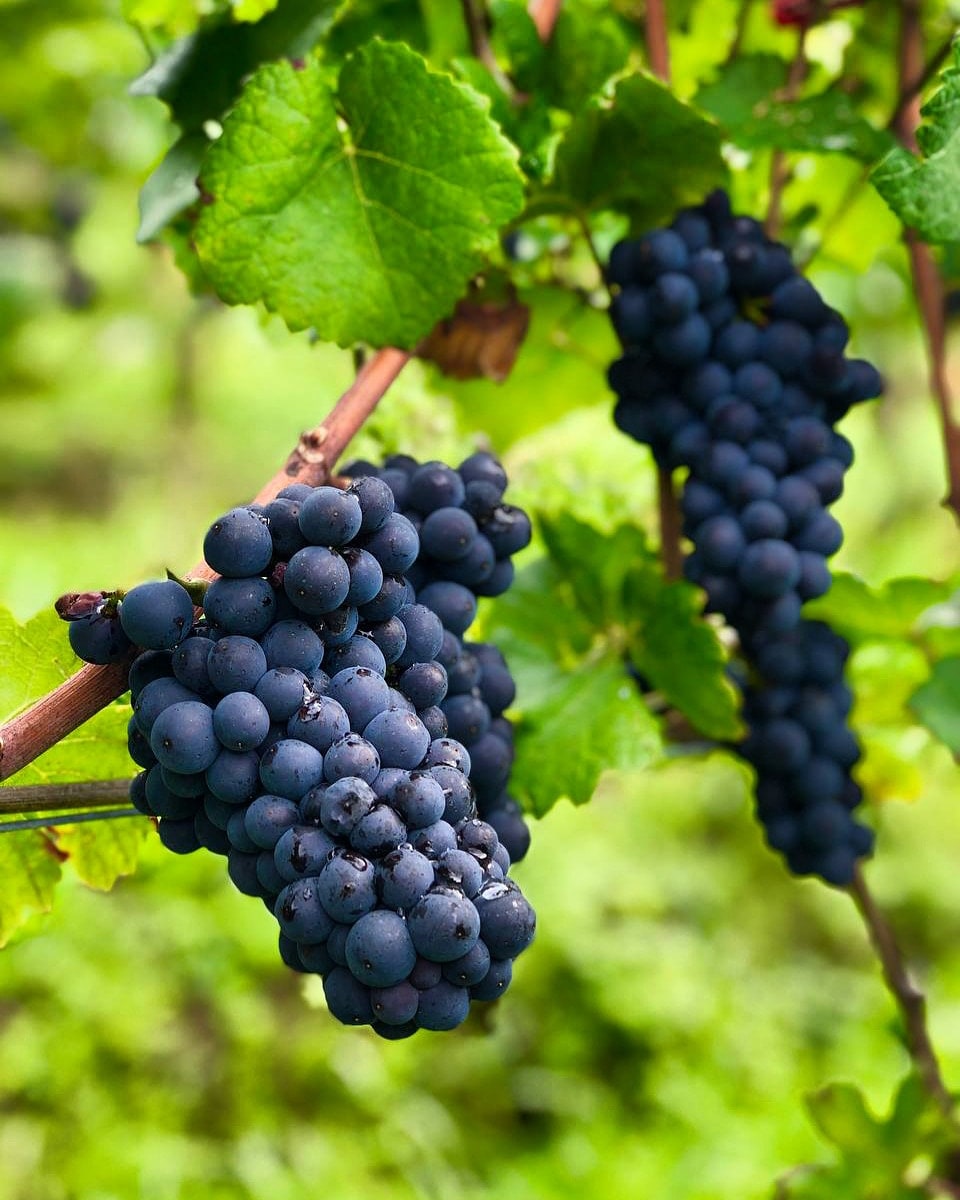 Мы добавляем новый сорт - МЕРЛО 🍇