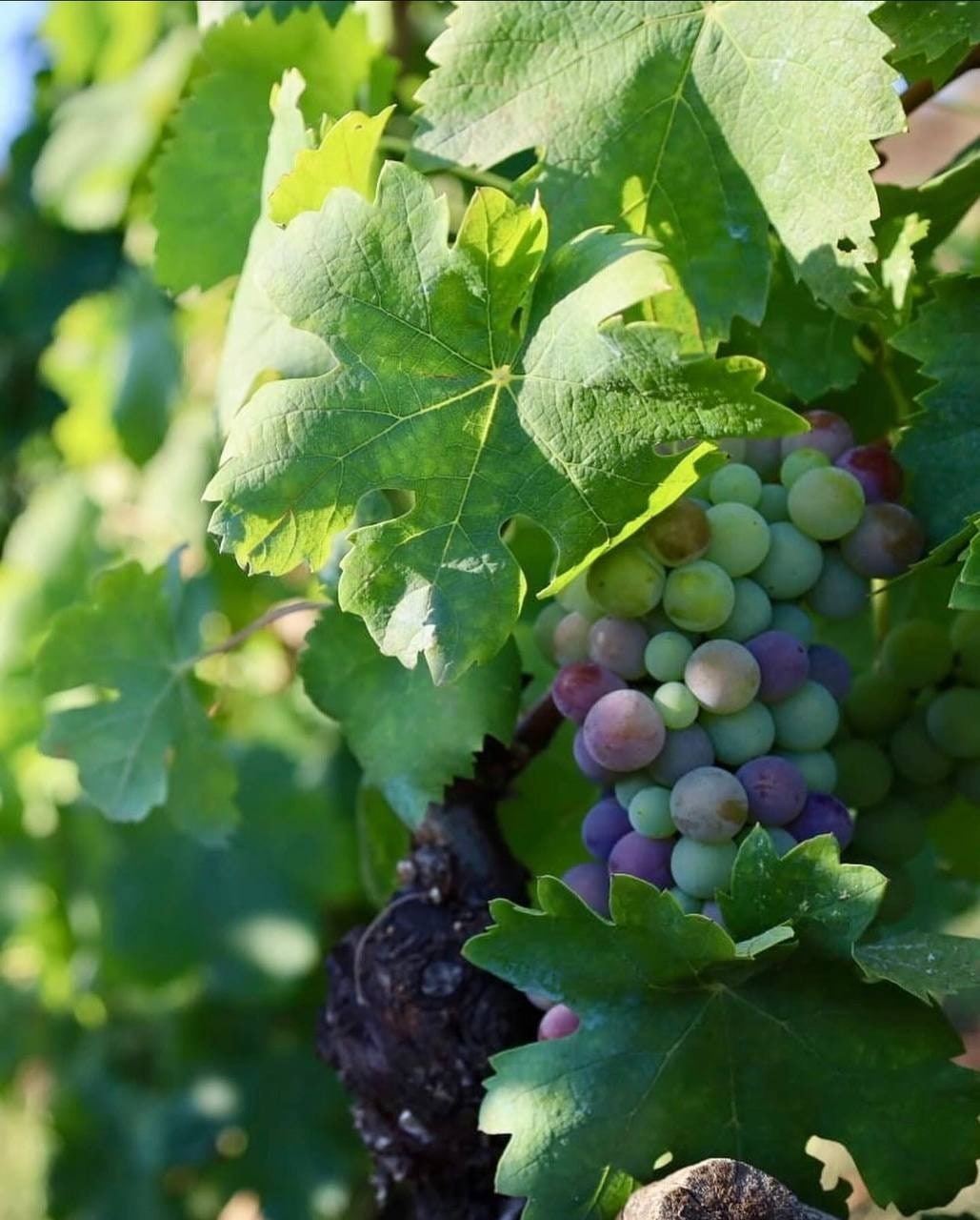 Веризон (Verasion)!