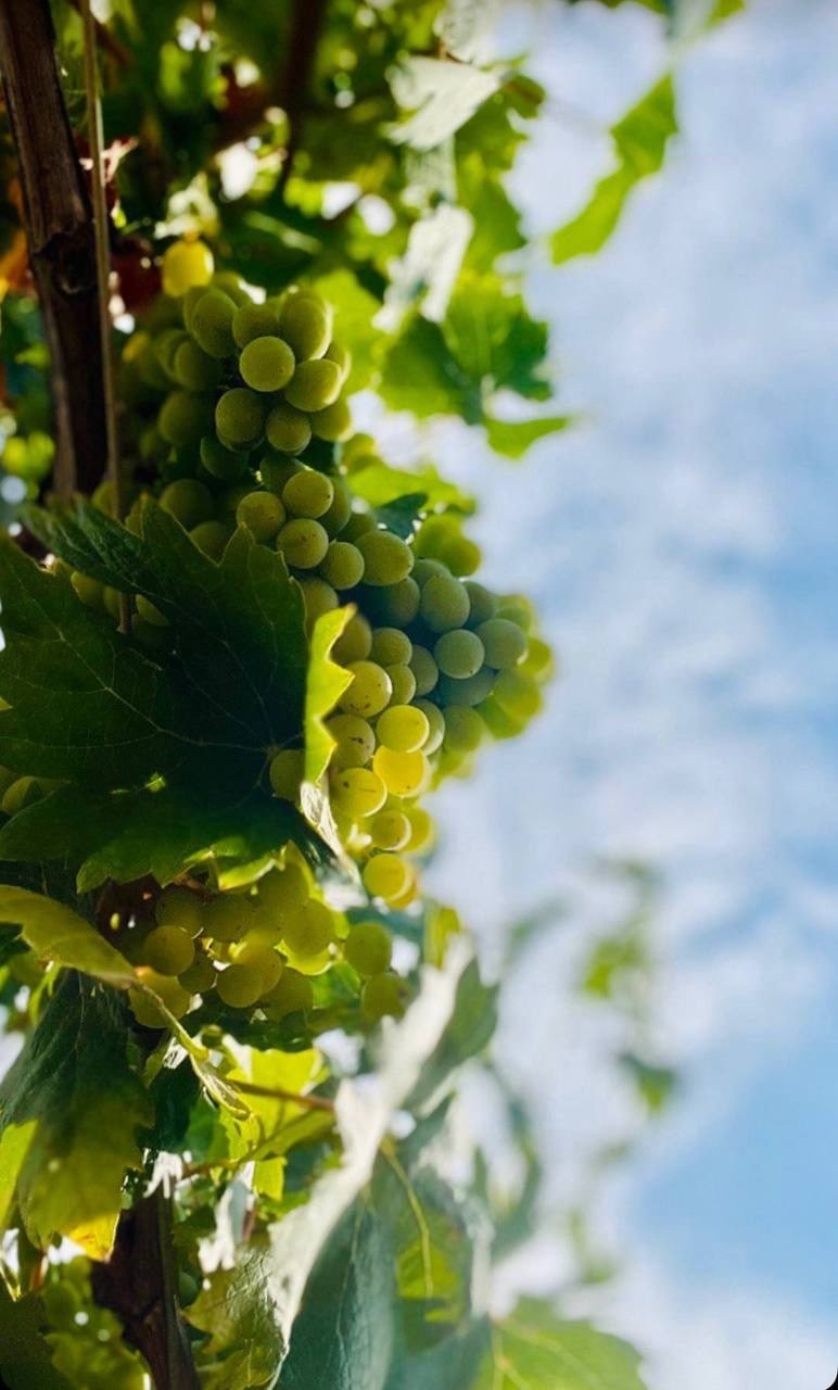 Визит на винодельню VOSKENI WINES 2024