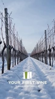 Одна лоза проживает за сезон целую жизнь: просыпается после зимы, цветёт, формирует ягоды, переживает жару, дожди и осеннее похолодание.