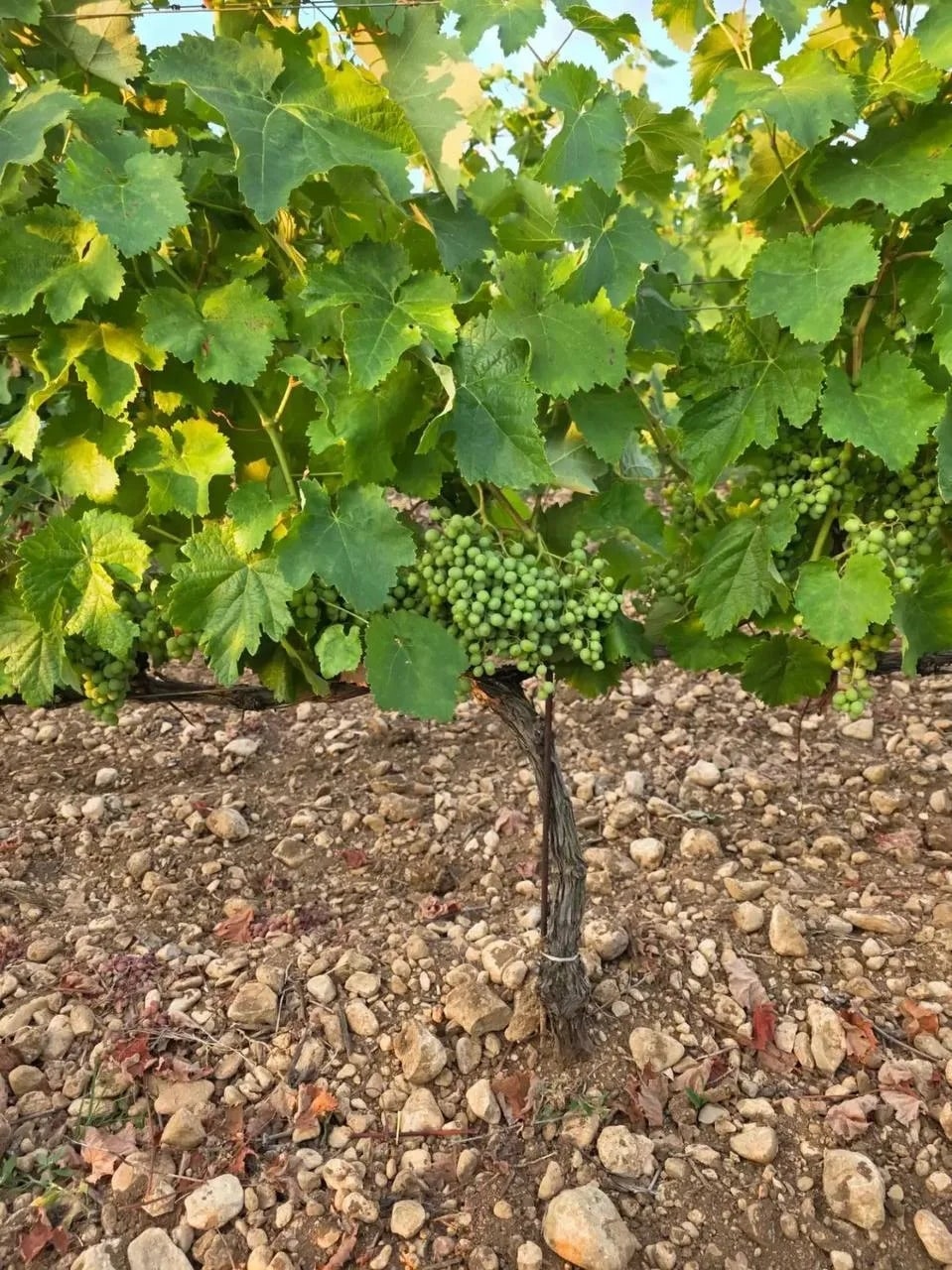 Вести с полей 🍇 Кокур и Саперави на виноградниках Hills&Rocks, Севастополь.