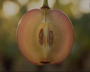 🍇 Что происходит внутри ягоды до сбора урожая?