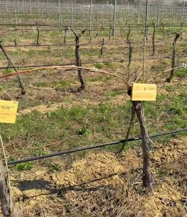 Таблички 2026 на лозах Шардоне и Каберне Совиньон на Akchurin Winery