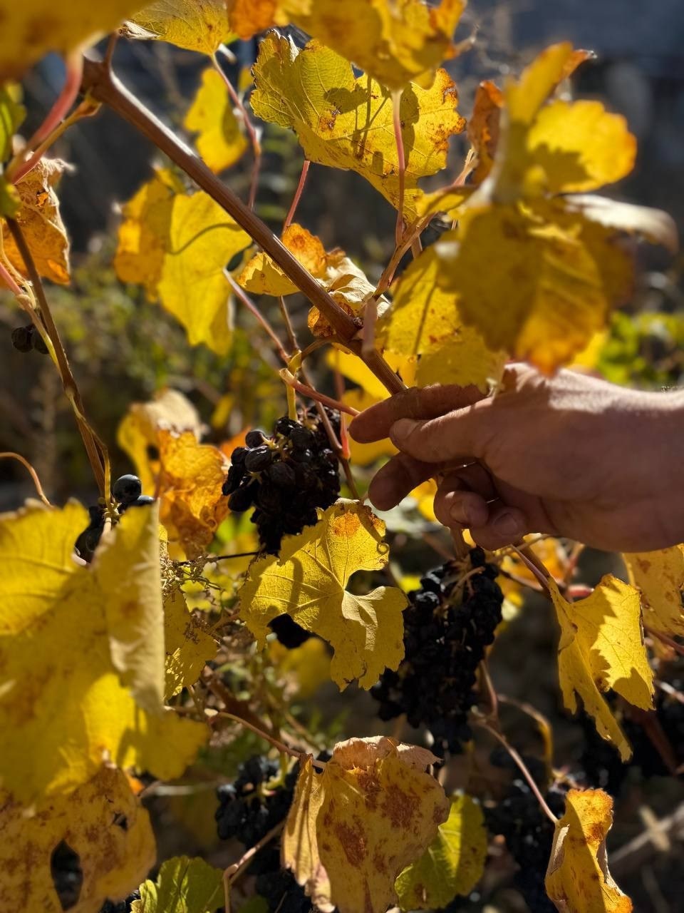 🍇 Календарь винодела 2025: Октябрь — Декабрь