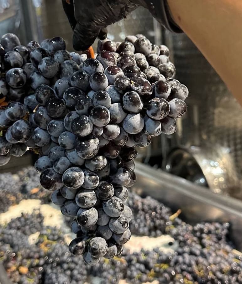 🍇 А если с урожаем что-то случится? Где гарантии?