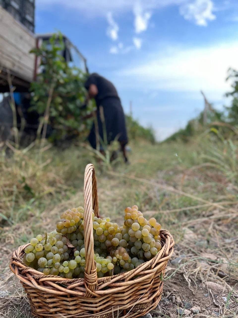 🍇 Открываем бронирование сертификатов на именные лозы урожая 2026 года!